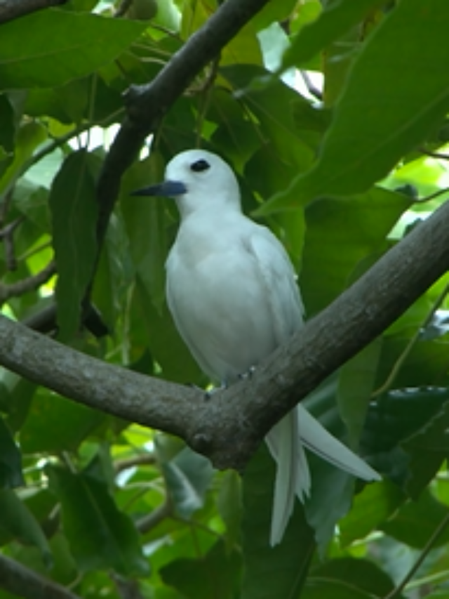 Mixed Outlook: Hawaii’s Native Birds Face Challenges & Successes